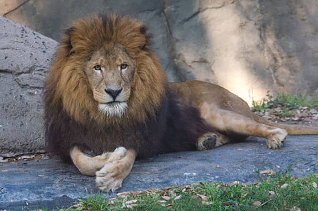 Jonathan_Lion_houston zoo.jpg