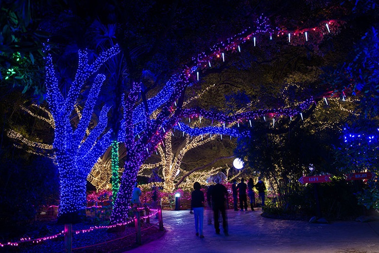 zoo lights.jpg