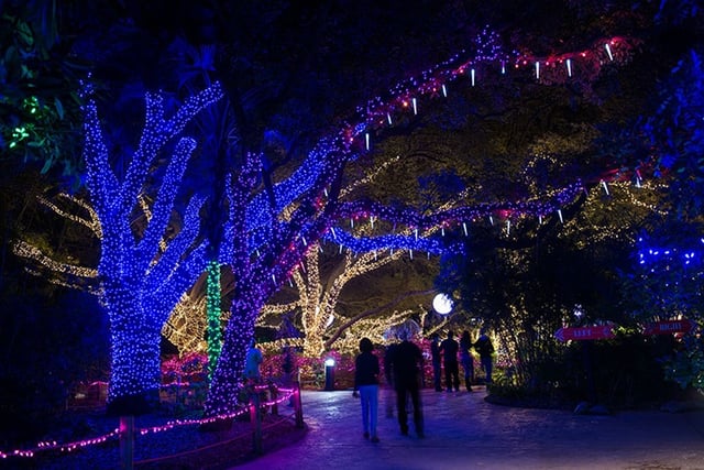 zoo lights.jpg