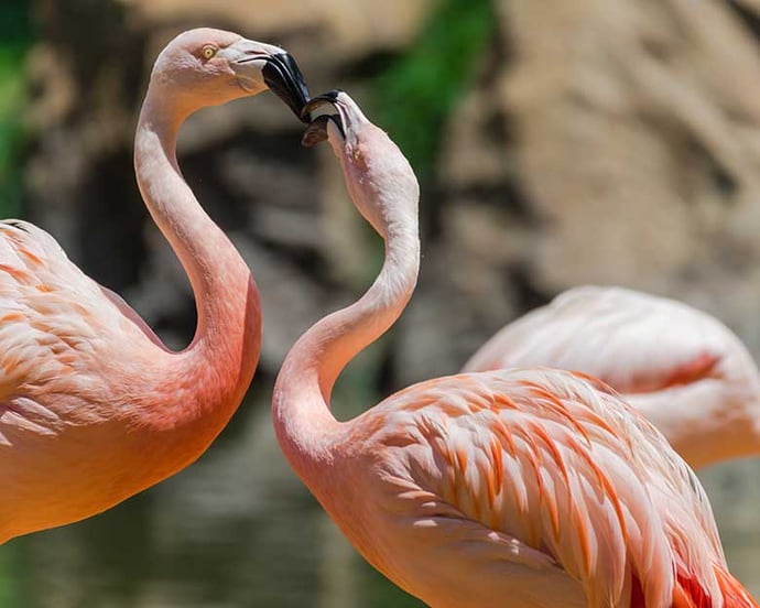 zoo-date_flamingos_web.jpg