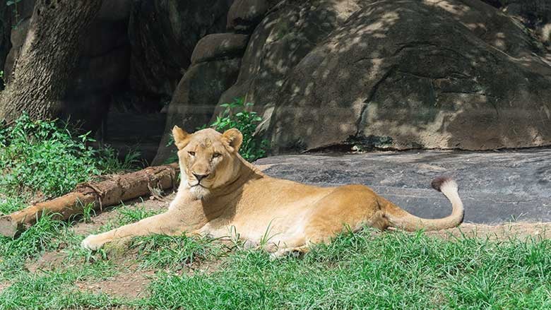 zoo-date_lioness_web.jpg